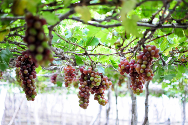 The International Grapes and Wine Festival - Ninh Thuan 2014 to come