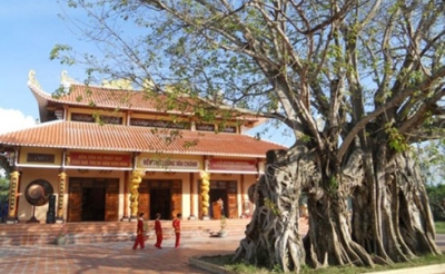 Ancient Bodhi Tree in Phu Yen recognised as Viet Nam Heritage Tree