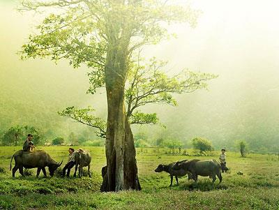 Ba cây đa tía tại Yên Bái được công nhận cây Di sản Việt Nam