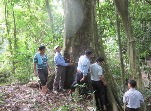 Old tree in Cao Bang given national heritage status