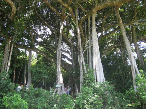 Cây đa đình Lâm Sơn-Quảng Ngãi là cây 'Di sản Việt Nam'