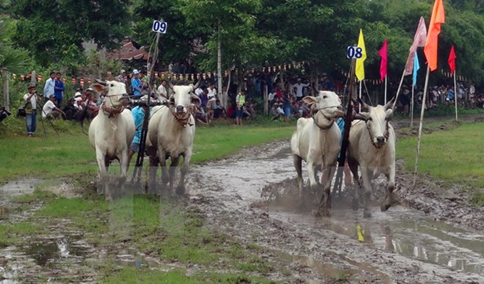 Tưng bừng lễ hội đua bò Bảy Núi An Giang của đồng bào Khmer