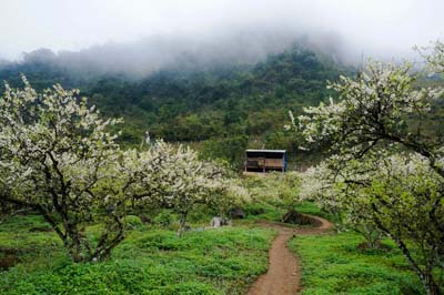 Moc Chau plum blossom season and Hmong New Year 