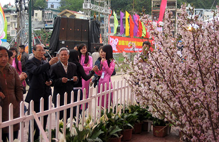 Chuẩn bị tổ chức Lễ hội hoa anh đào Hạ Long 2015