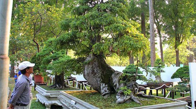 First Asia-Pacific Bonsai Festival to kick off next month