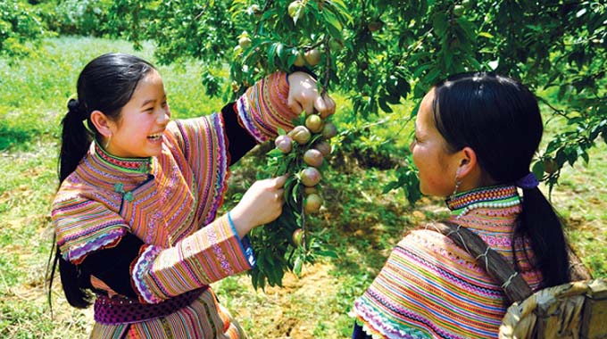 Bac Ha plum tree gardens lure visitors for harvest