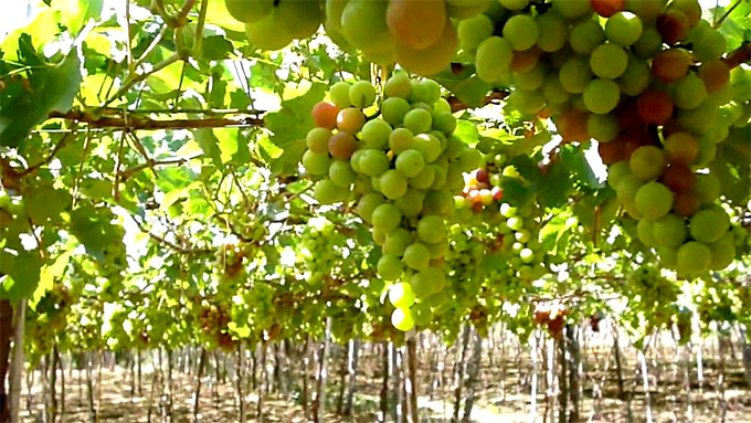 Tasting grapes on the farm