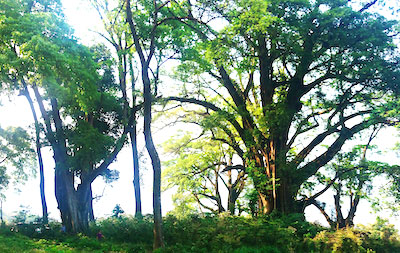 Old banyan copse in Ha Giang recognized national heritage