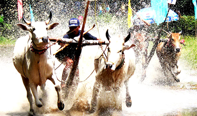 Lễ hội Đua bò Bảy Núi An Giang trở thành Di sản phi vật thể quốc gia