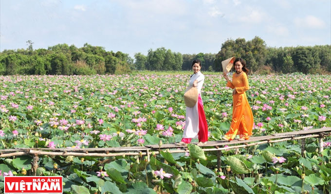 Go Thap Lotus Field