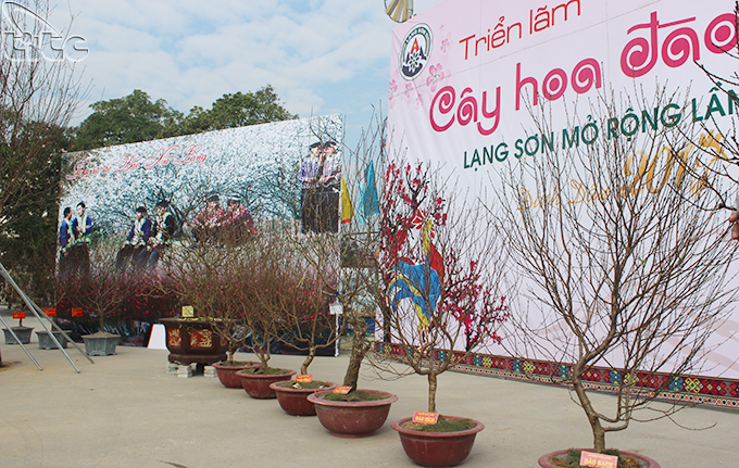 Peach flower festival kicks off in Lang Son