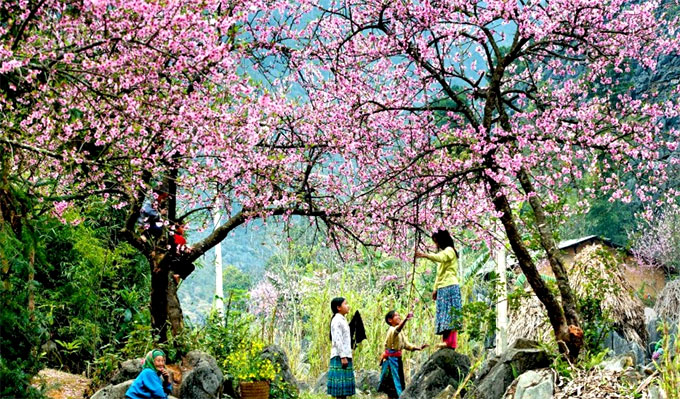 Sa Pa to plant 3,000 cherry trees in tourism push