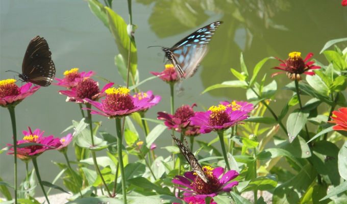 Khánh Hòa khai trương vườn bướm bán tự nhiên đầu tiên