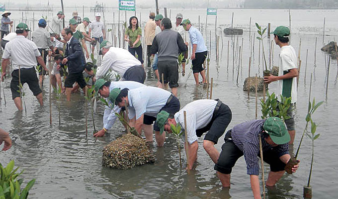 Thua Thien - Hue plants mangrove forests for eco-tours
