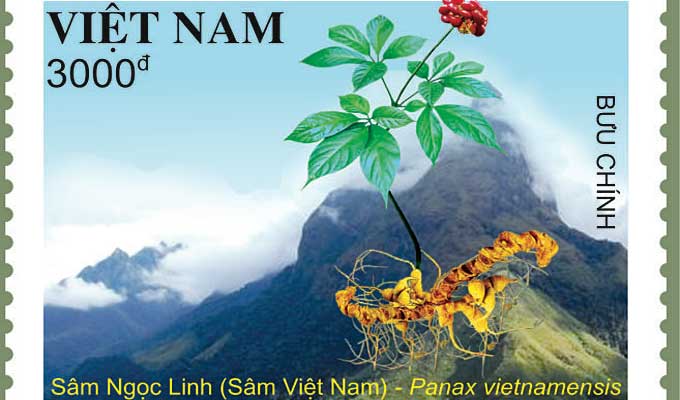 Postage stamp set on Ngoc Linh ginseng to be issued in 168 countries