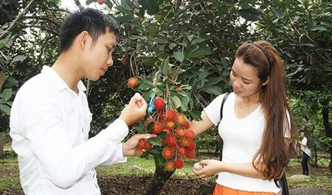 Ninh Thuan’s orchards opened for visitors