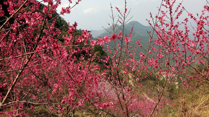 Peach blossom festival kicks off in Lang Son