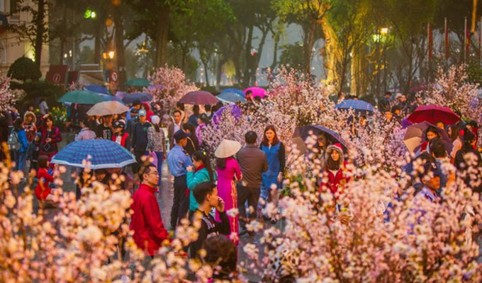 Trải nghiệm văn hóa Nhật Bản tại Lễ hội Hoa anh đào Hà Nội