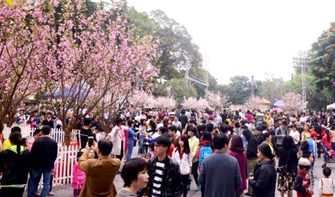 Cherry blossom festival set for late this month in Ha Noi