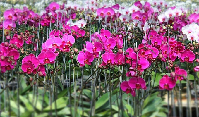 TP. Hồ Chí Minh sắp có Fetival hoa lan lần đầu tiên