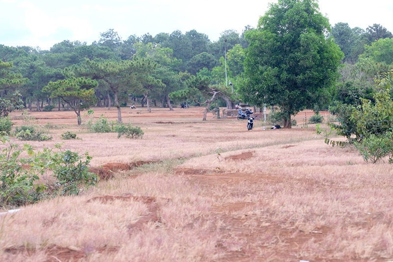 Walking on the pink grassy hills in Gia Lai
