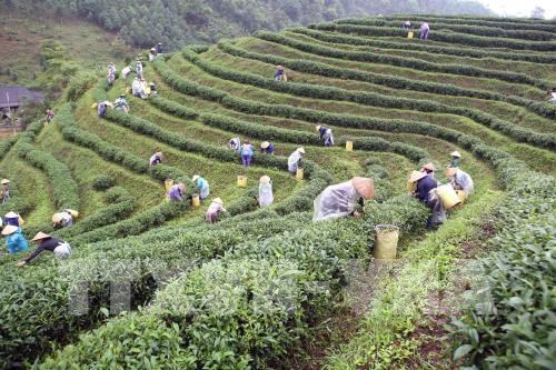 Thai Nguyen festival honours tea processing industry