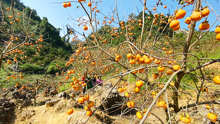 Lào Cai: Mộc Châu mùa hồng chín