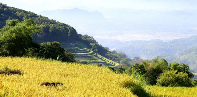 Golden rice fields in full bloom in Hòa Bình Province
