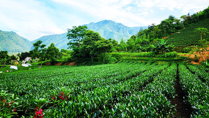 Thái Nguyên: Thăm những đồi chè xanh ngát