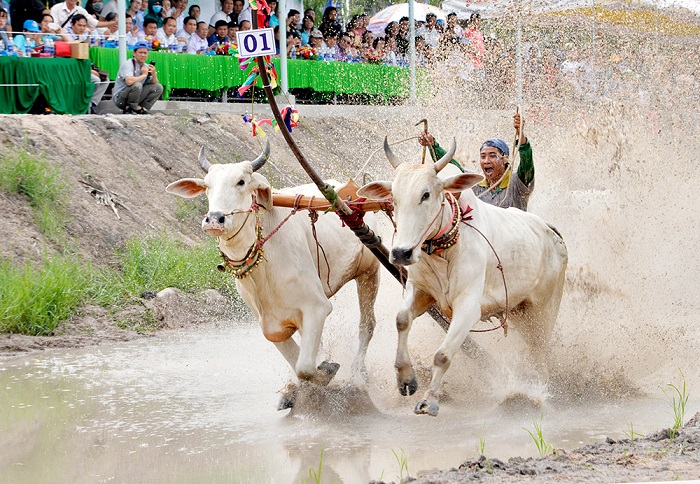Phát huy giá trị văn hóa phi vật thể từ lễ hội đua bò Bảy Núi - An Giang