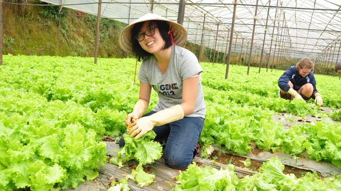 Farming tours attract many visitors to Da Lat city