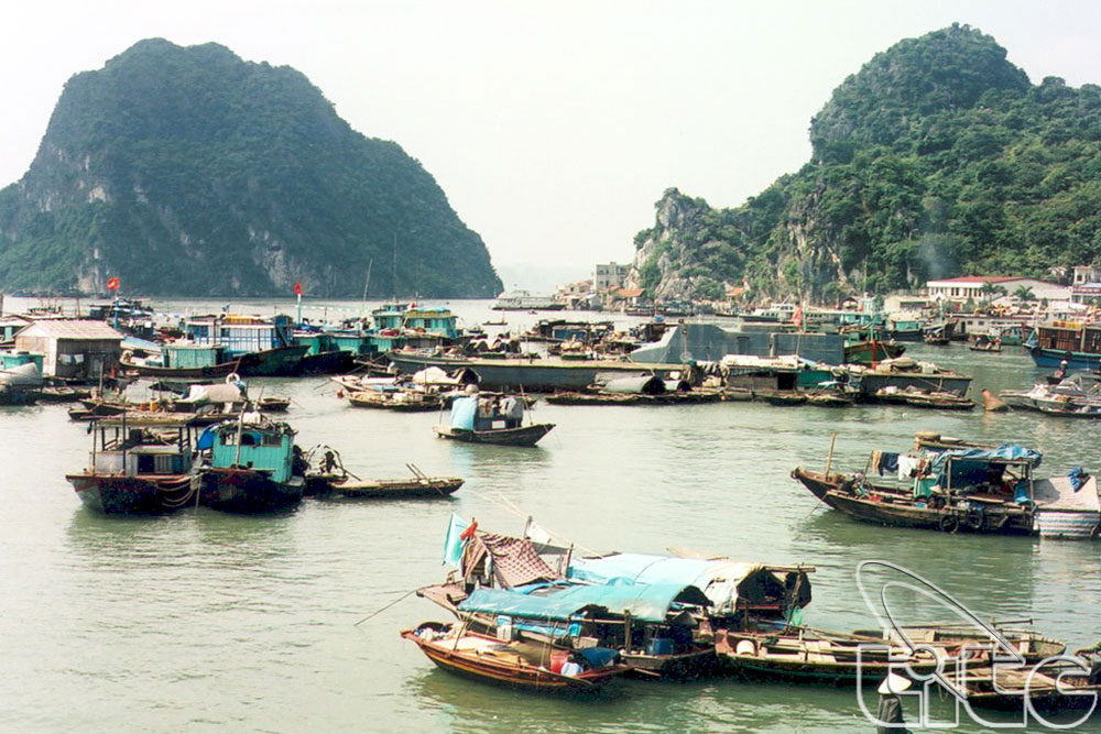 Eco-friendly aquaculture model on Ha Long Bay proves fruitful