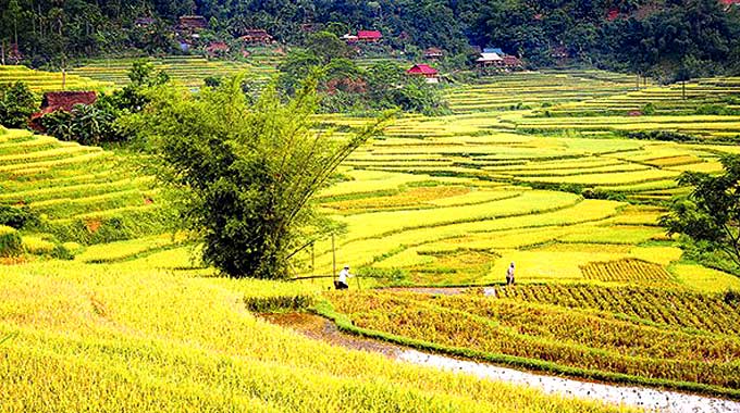 Yellow paddy fields in Thanh Hoa