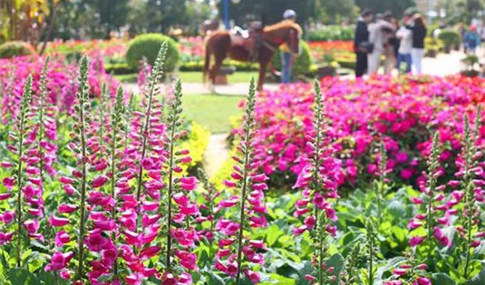 2017年大叻花卉节将于年底举行