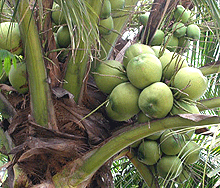 Coconut festival to be held in Ben Tre