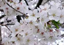Hanoians crowd into cherry blossom festival