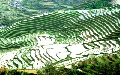 Sapa on list of worldâ€™s most magnificent terraced fields 
