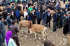 Cow Market in the Upland Meo Vac