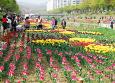 Hà Lan tặng hơn 22.000 bông hoa tuy líp cho Hà Nội nhân dịp diễn ra Lễ hội Hoa Hà Nội
