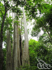 Sẽ tổ chức Festival rừng đầu tiên vào năm 2013 