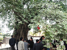 Cần có cơ chế bảo tồn cây di sản Việt Nam