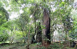 Thành lập Khu rừng bảo vệ cảnh quan đặc biệt Di tích lịch sử về Chủ tịch Hồ Chí Minh tại Đá Chông 