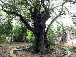 Cây thị hơn 200 tuổi ở Quảng Ngãi là cây di sản Việt Nam