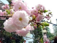 Mai Anh Đào sẽ khai hoa tại Festival hoa Đà Lạt 2007