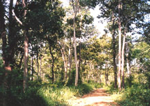 Phát triển du lịch sinh thái để bảo vệ rừng