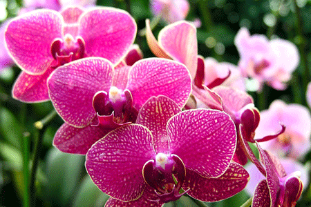 Orchid (Hoa Lan)